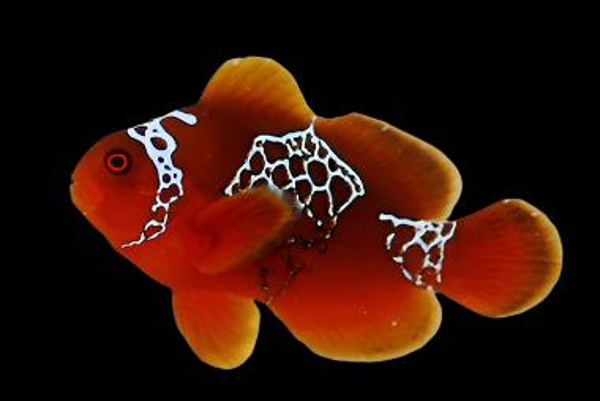 Amphiprion biaculeatus - gibbosus (Lightning) - M/L