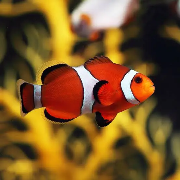 Amphiprion ocellaris - T.B. - S
