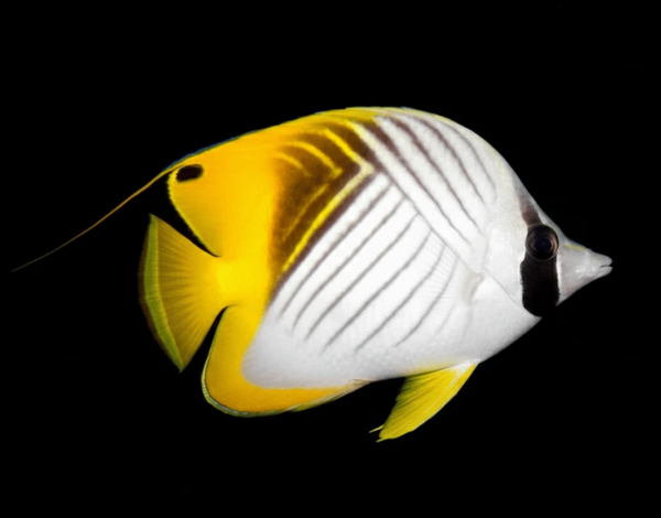 Chaetodon auriga (S/M)