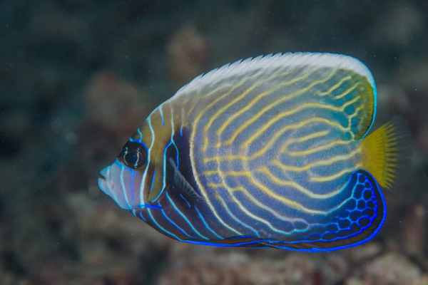 Pomacanthus imperator - turning into Adult (Juv - XL)