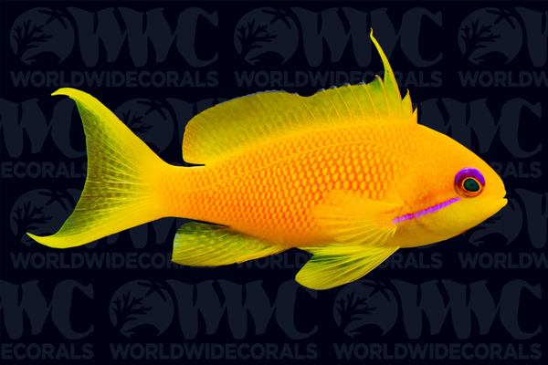Anthias squamipinnis (female)