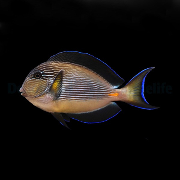 Acanthurus sohal (S/M)