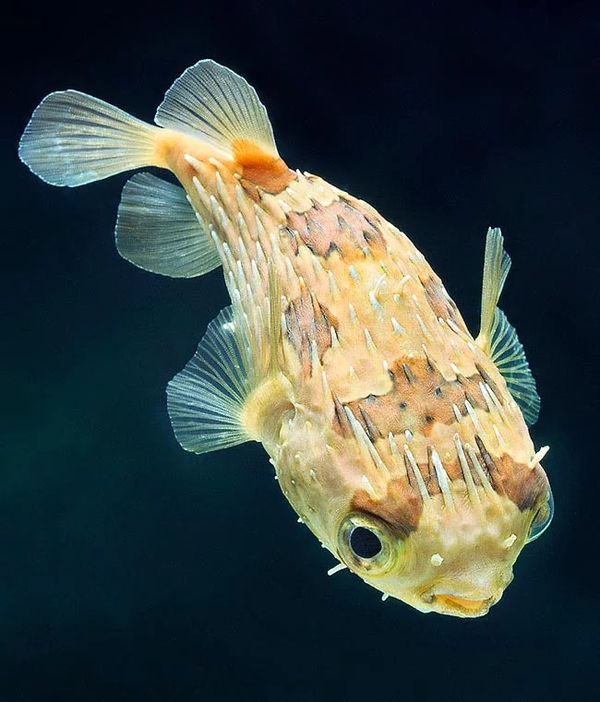 Diodon holocanthus - M