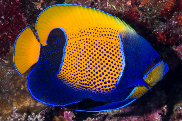 Pomacanthus navarchus (M/L)
