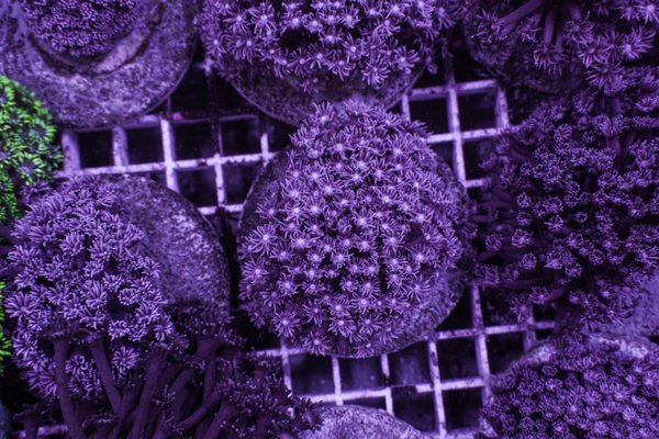 (FRAG) Goniopora spp. (Blue-Purple)