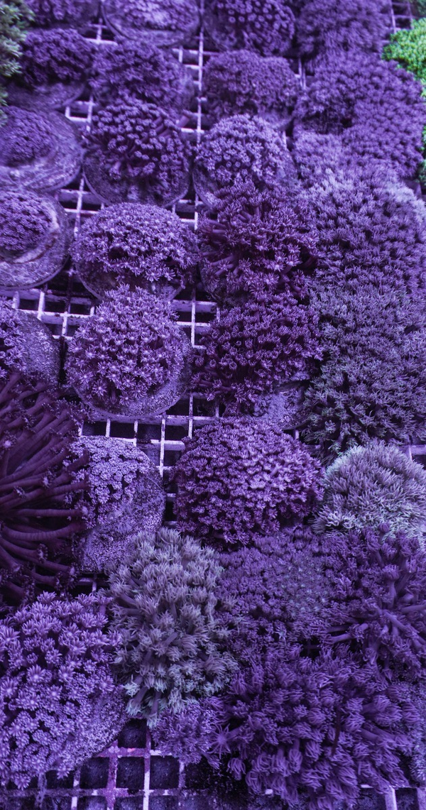 (XL)  Goniopora spp. (Blue-Purple)