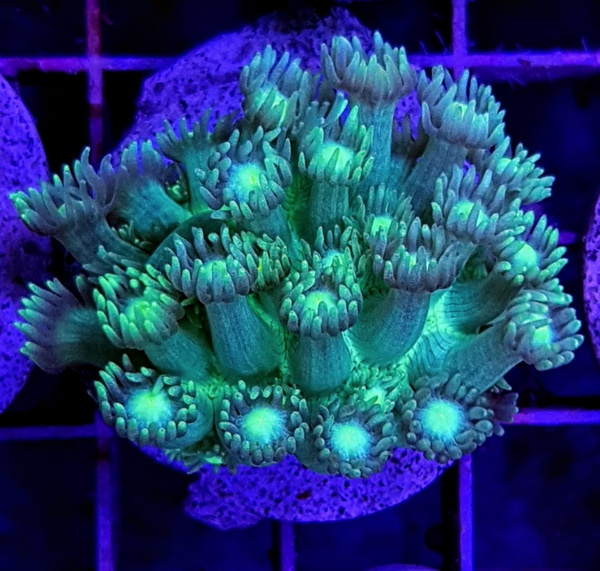 (FRAG) Goniopora spp. (Green)