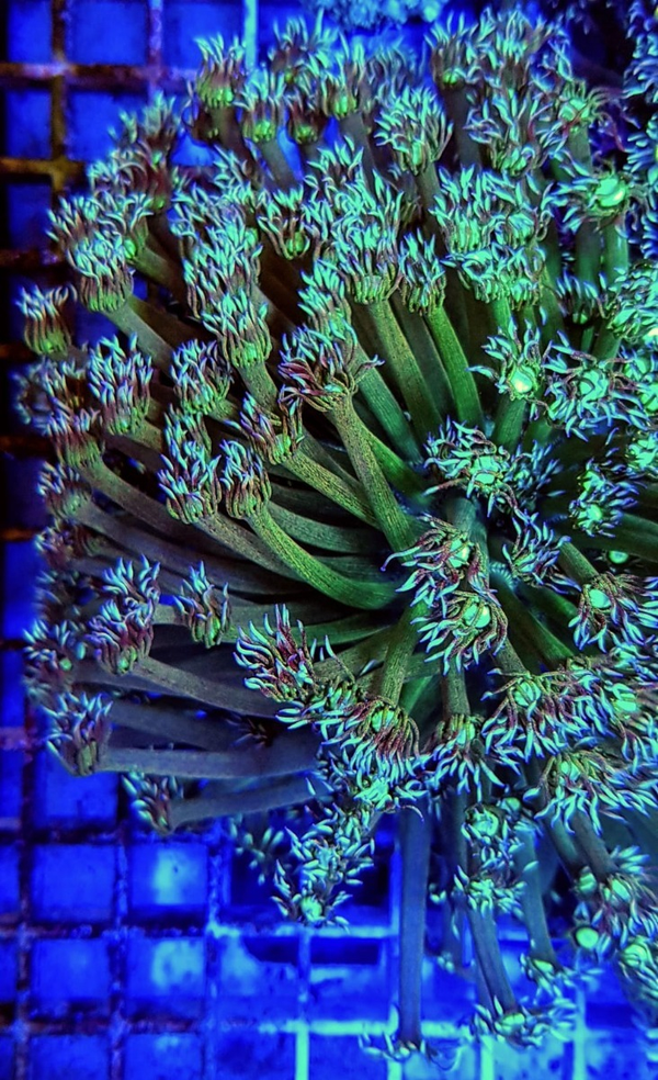 (XL) Goniopora spp. (Green)