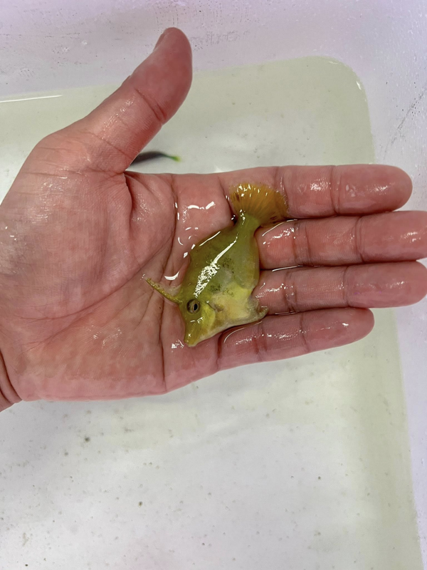 Acreichthys tomentosus