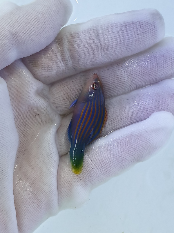 Pseudocheilinus hexataenia