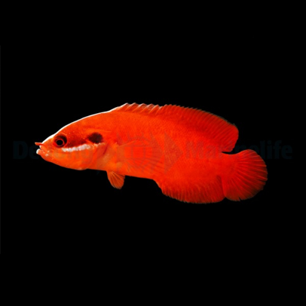 Suttonia lineata