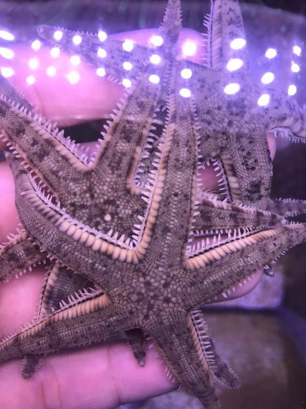 Archaster Typicus - Sand Sifting Sea Star