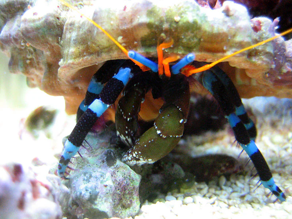 Electric Blue Hermit Crab (Calcinus elegans)