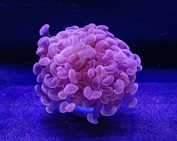 Fimbriaphyllia Parancora (2 heads)