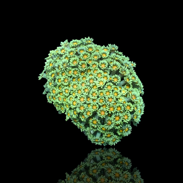 Goniopora sp - orange/yellow Heart (L)