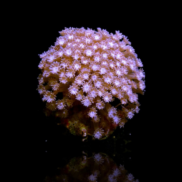 Goniopora Tenuidens Purple (L) (8-9cm)