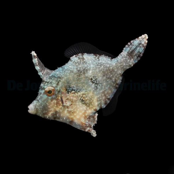 Acreichthys tomentosus - captive Bred (S/M)
