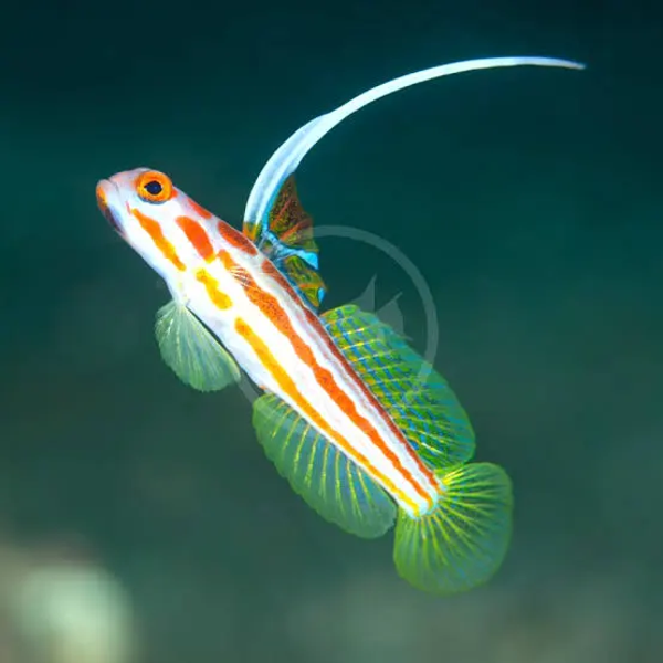 Stonogobiops yasha