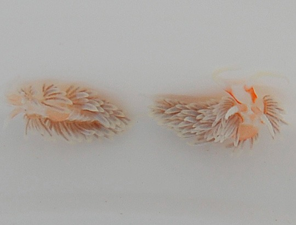 Berghia stephanieae - eats Aiptasia!!!