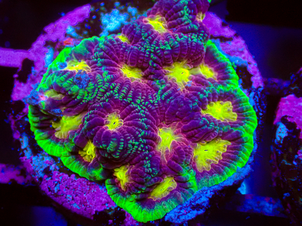OG Joker Favia frag