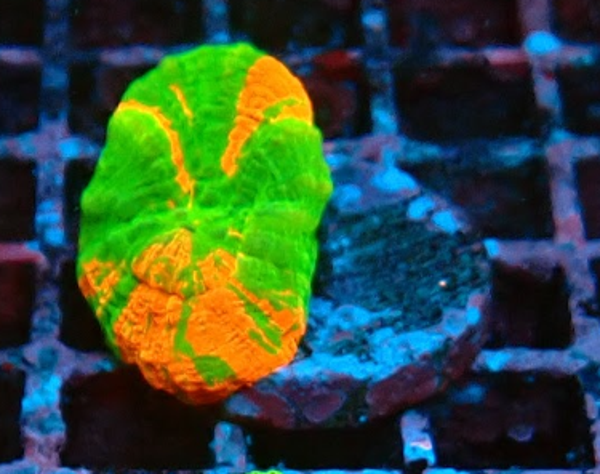 Scolymia australis (Bleeding Apple Gold) (DJM frag)