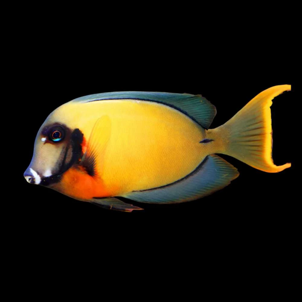 Acanthurus pyroferus (ADULT XL)