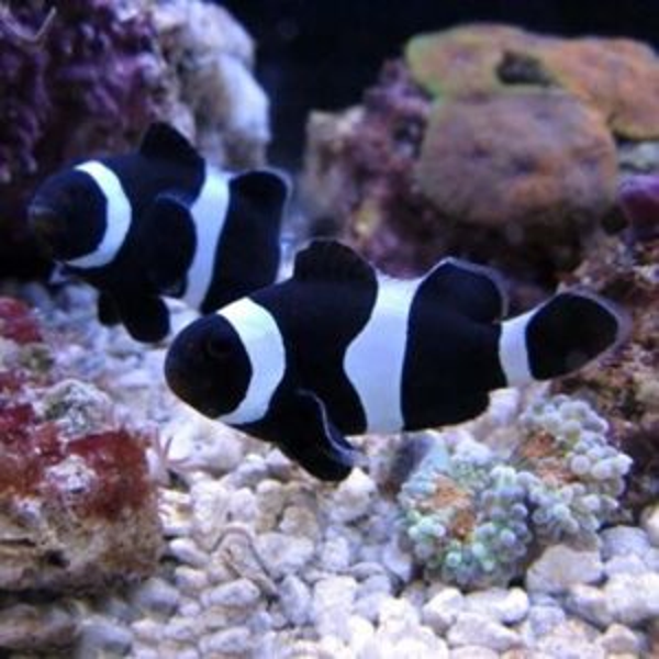 darwin clownfish breeding pair