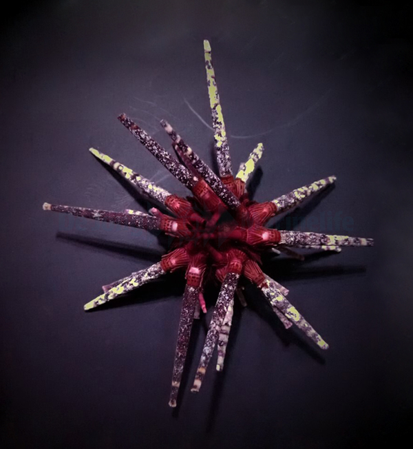Prionocidaris baculosa