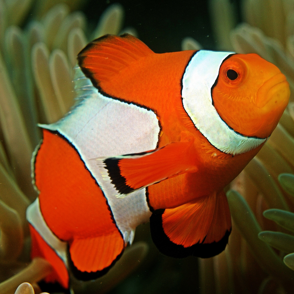 Amphiprion ocellaris WILD