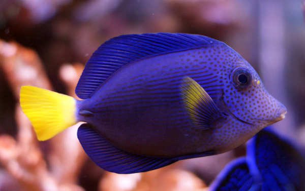 Zebrasoma xanthurum (L/XL)