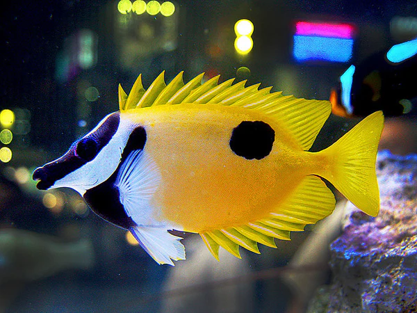 Siganus unimaculatus (M/L)