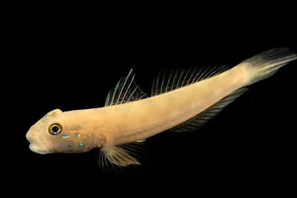 Valenciennea sexguttata