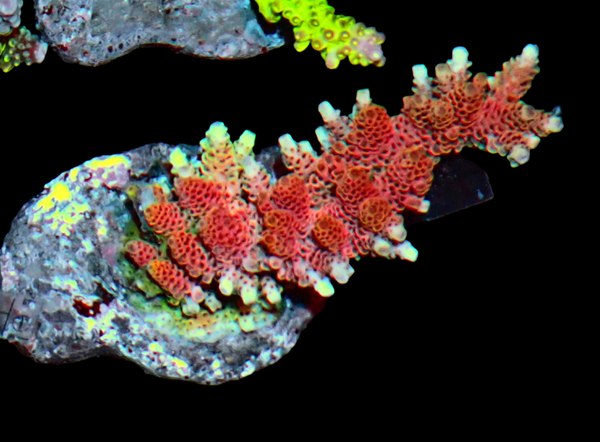 Acropora selago red (WYSWG)