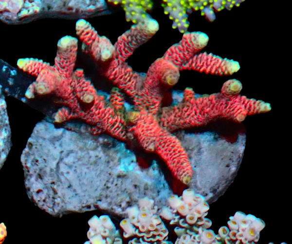Acropora millepora red (WYSWG)