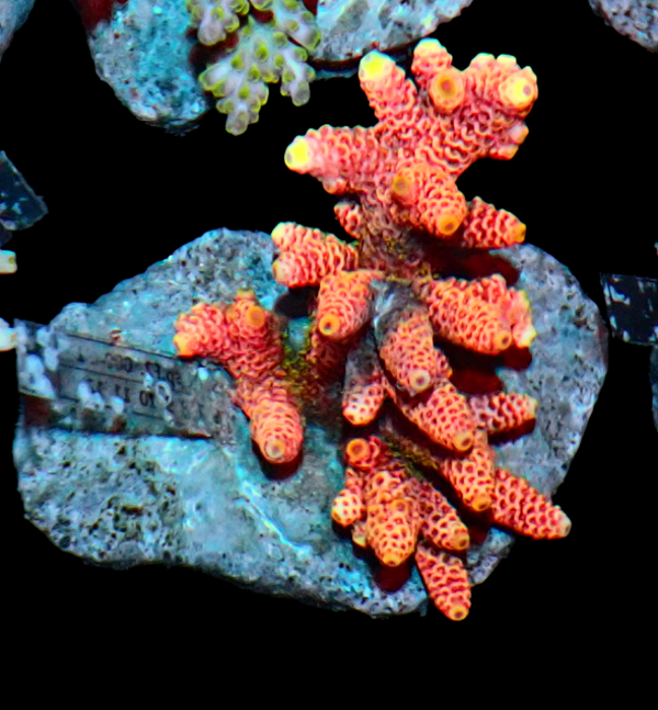 Acropora millepora red yellow (WYSWG)