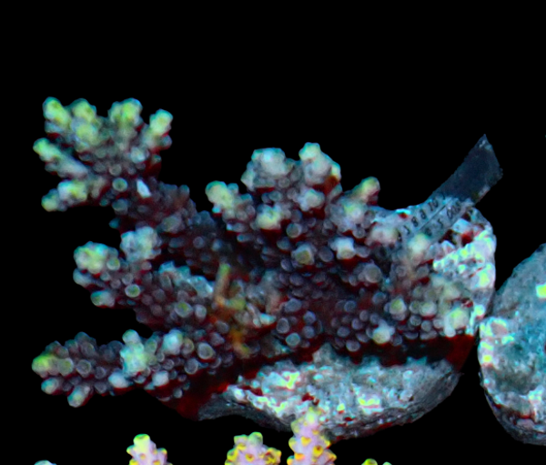 Acropora insignis purple (WYSWG)