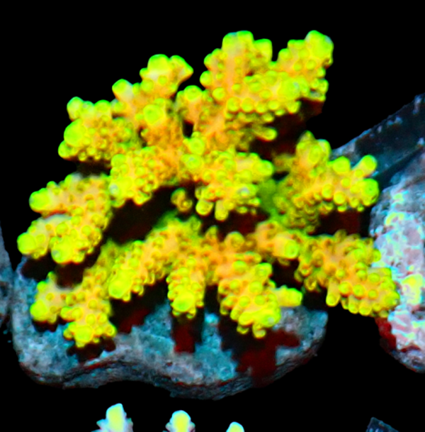 Acropora loripes ULTRA yellow (WYSWG)