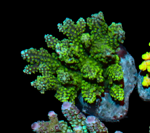Acropora parilis blue green (WYSWG)