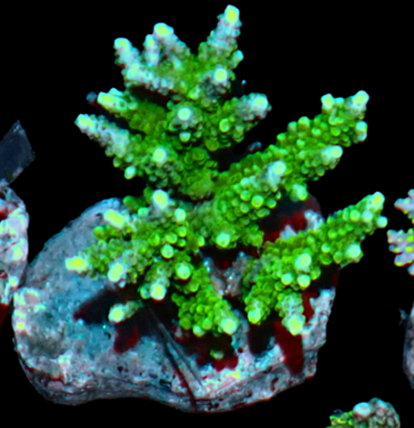 Acropora green (WYSWG)