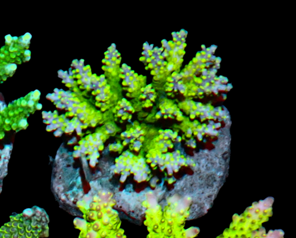 Acropora green (WYSWG) - #2