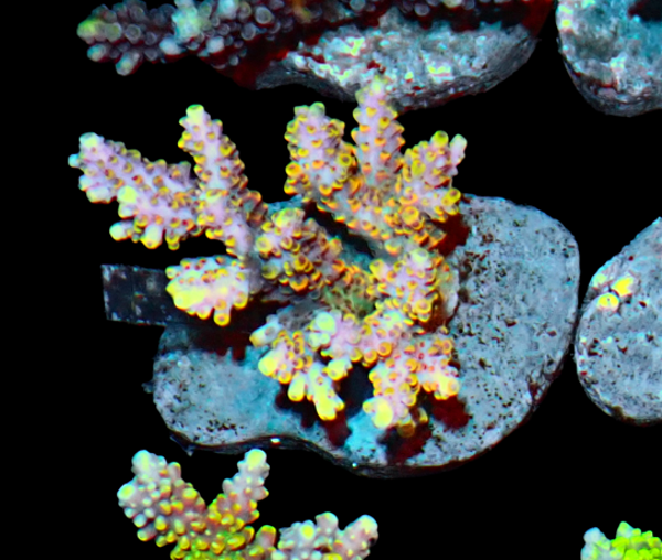 Acropora (WYSWG)