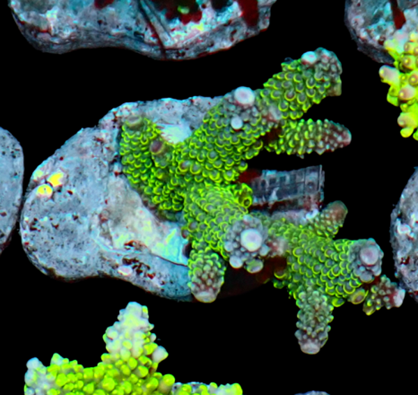 Acropora green (WYSWG) - #3