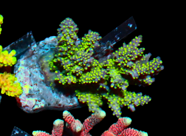 Acropora green (WYSWG) - #5