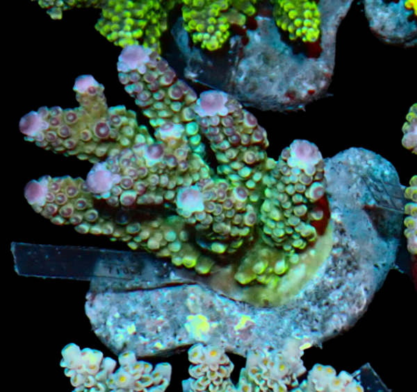 Acropora (WYSWG)