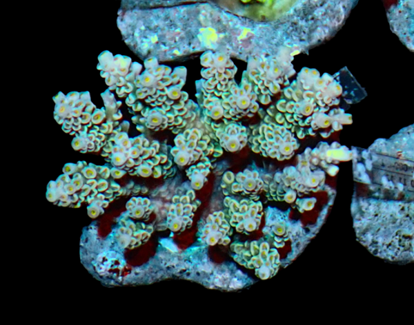Acropora Rainbow (WYSWG)