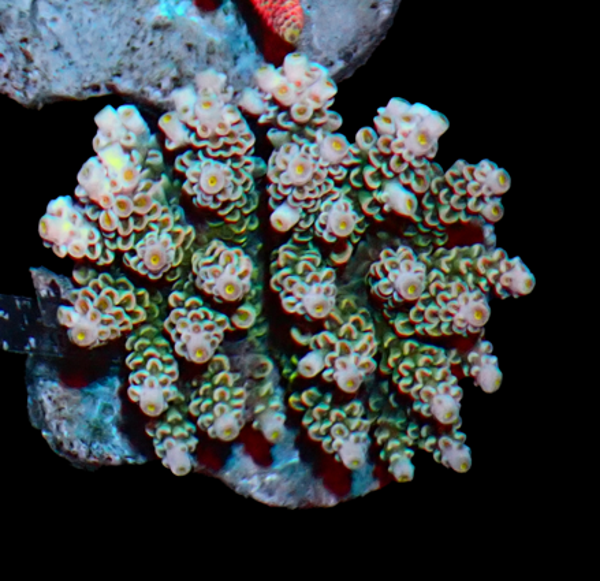 Acropora (WYSWG)