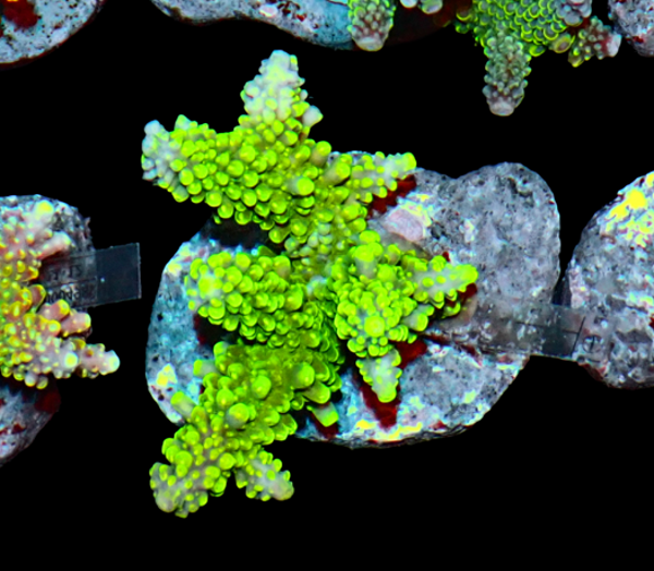 Acropora ULTRA green (WYSWG) #6
