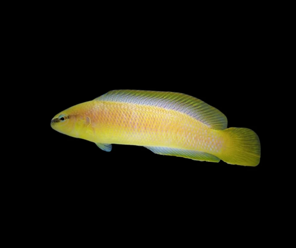 Pseudochromis leucorhynchus - Captive Bred