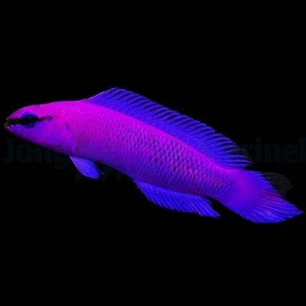 Pseudochromis fridmani - Captive bred