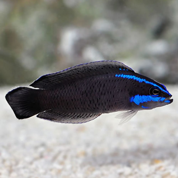 Pseudochromis springeri - Captive bred